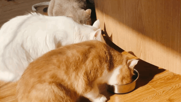 2020年新表情包已到位,喵星人恭候您的光临,快来mocha