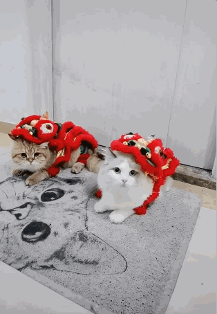 布偶猫,加菲猫,波斯猫,猫,猫咪