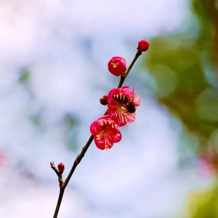 梅花,冬日