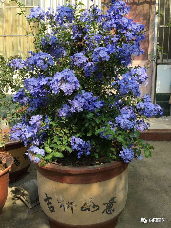 立春养蓝雪花,多"剪枝",后"追肥",花芽长的快,花量翻倍
