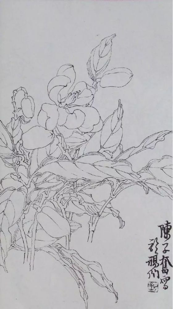 白描花卉临摹素材