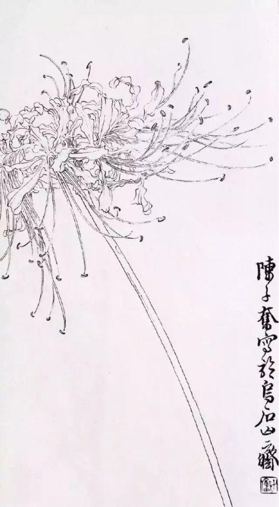 白描花卉临摹素材