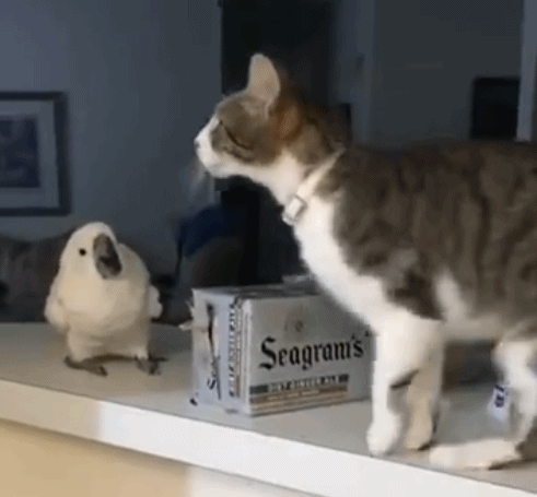 鹦鹉对猫咪的行为百思不得其解 这只鹦鹉看后也是立起了头发,久久不能