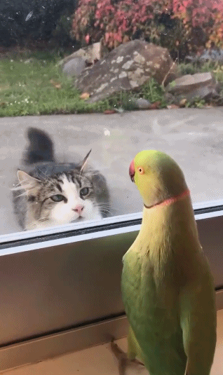 鹦鹉隔着窗逗猫咪玩,而这只猫的眼神亮了,猫:你看上去