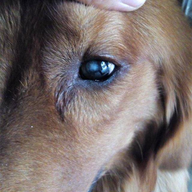 狗狗白内障和青光眼是同一个疾病?外表相似,本质却毫不相同