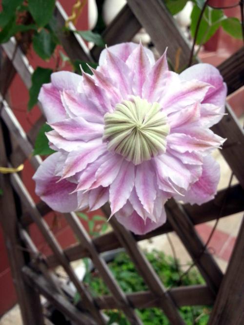 铁线莲,约瑟芬,植物