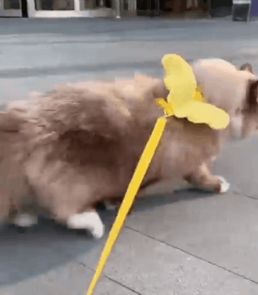 5000元买的二手布偶猫,用