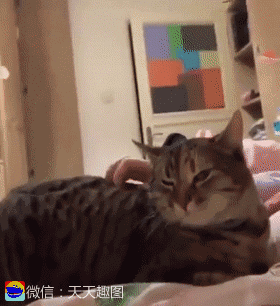 萌宠:被神秘力量控制的喵星人,完全身不由己!