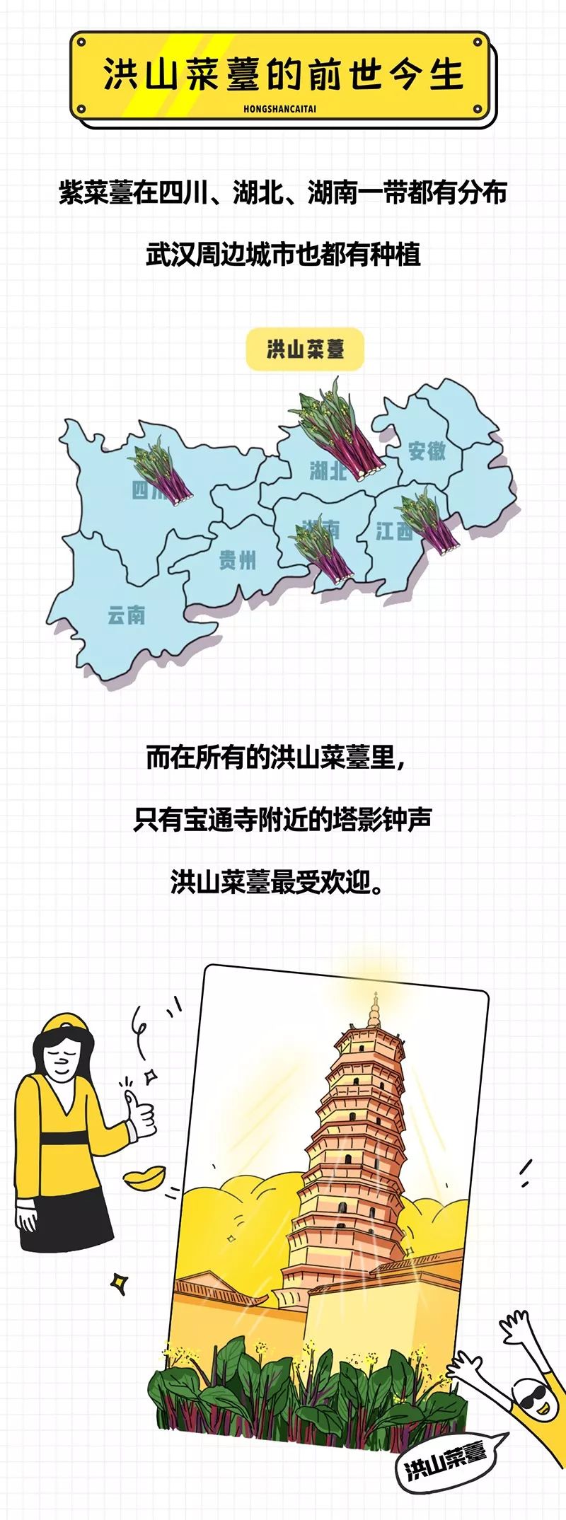 江城小百科 洪山菜薹为什么这么贵 看点快报