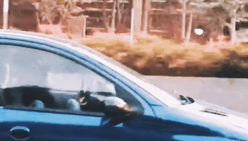 352_200gif 动态图 动图