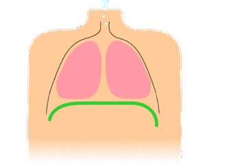 我们对自己的肺了解多少?看看中医怎么说的!