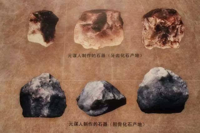 化石,元谋人,人类起源,古猿,元谋县