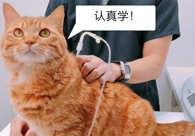 猫咪生病输液虽便捷,但主人仍需注意相关风险,事前检查不可少