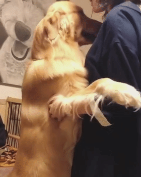 所以说狗狗小时候一定不要总是抱着它,不然它真的会以为自己是长在你