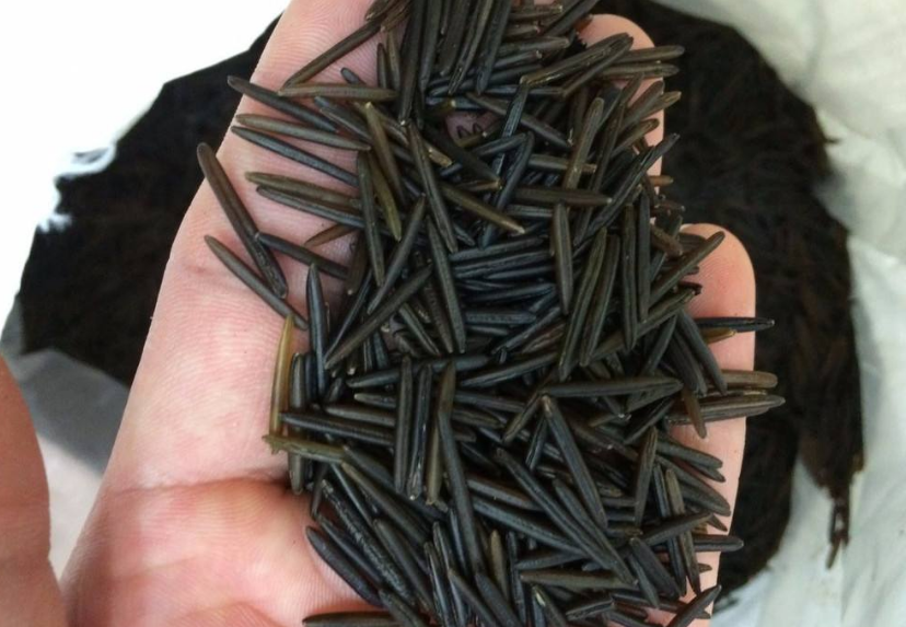 世界上最长最贵的"大米",产自中国,却很少人吃过,吃过