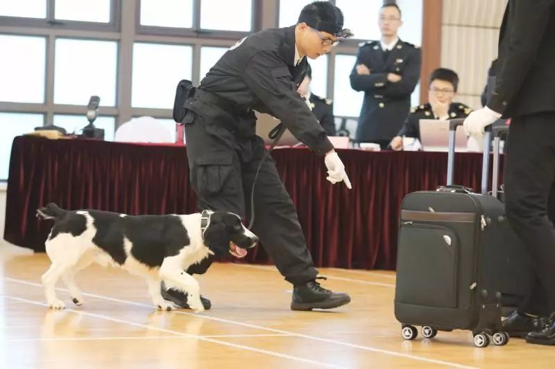 狗生赢家!从流浪狗变身虹桥机场海关工作犬,"网红"尼克正式上班了