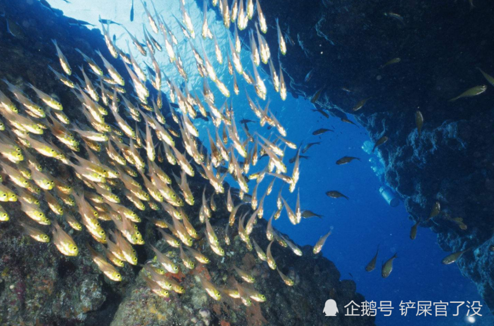 常说海洋深不可测,那深海一万米有多可怕?看完长知识了