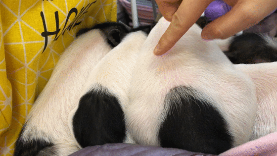 沈阳也有撸猪圣地了!快来体验当