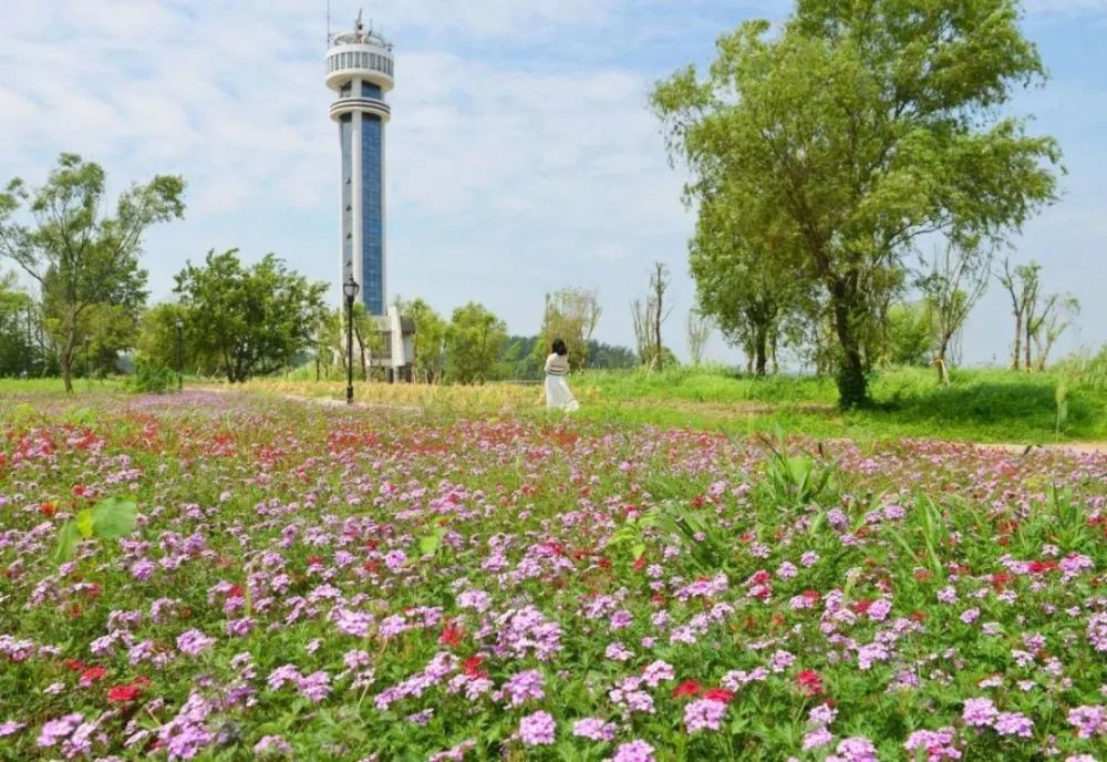 "十里江湾"又添一景,今年春天芜湖江东生态湿地公园即将开放