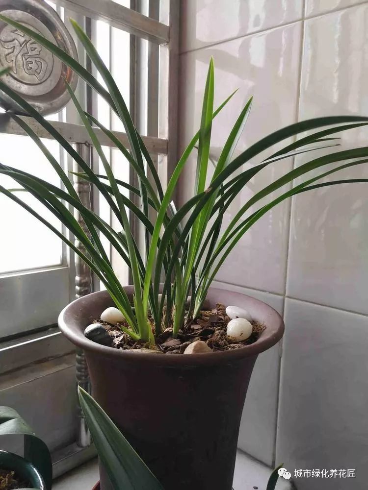 捡回来一盆其貌不扬的建兰铁骨素,修剪换个盆,来年开出精品兰花