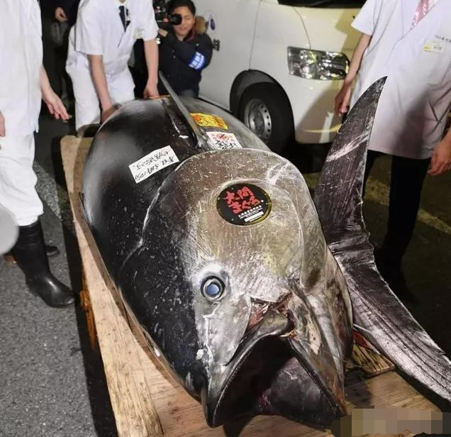 大熊猫,蓝鳍金枪鱼,日本_旅游,蓝鳍,小岛,日本人