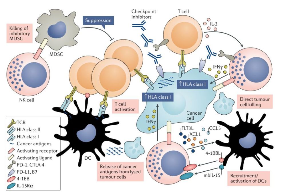免疫疗法之nk细胞疗法(二)——nk细胞疗法临床研究进展