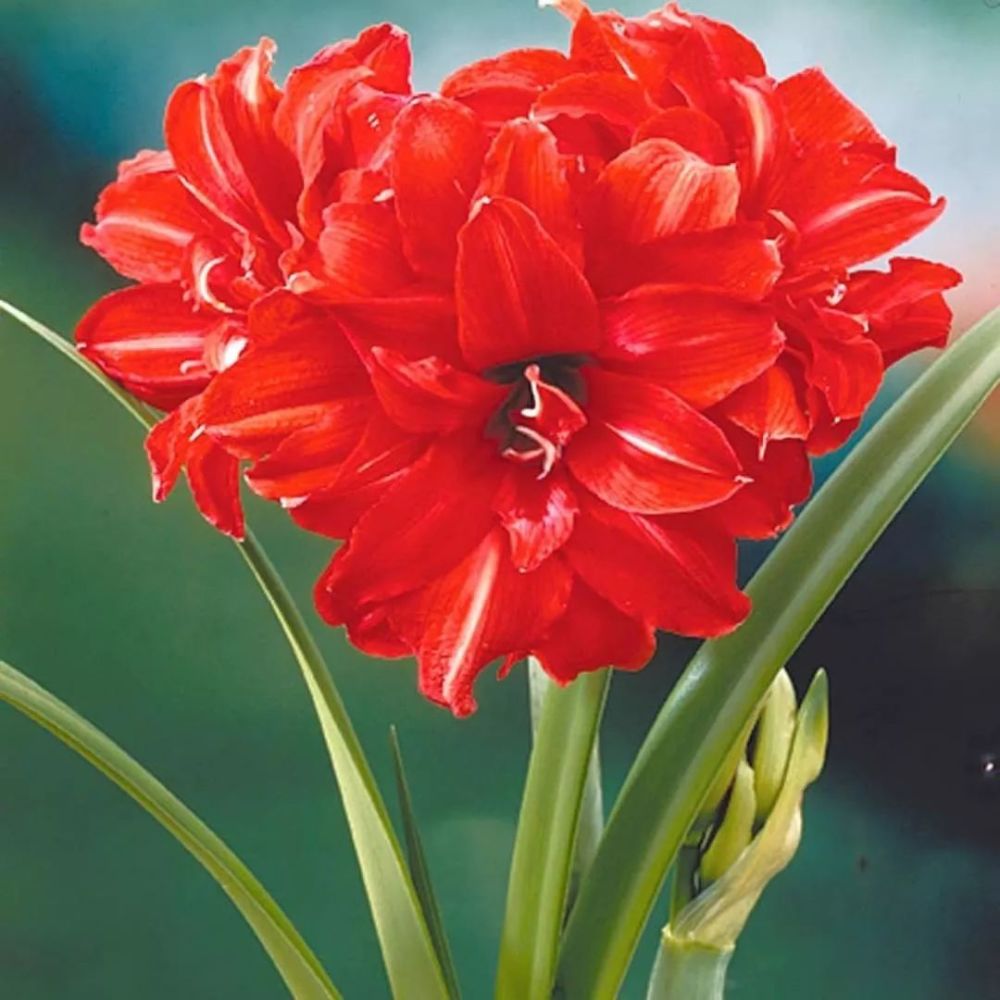 朱顶红 朱顶红又被叫做百枝莲,朱顶红的花朵鲜艳,又红又大非常漂亮