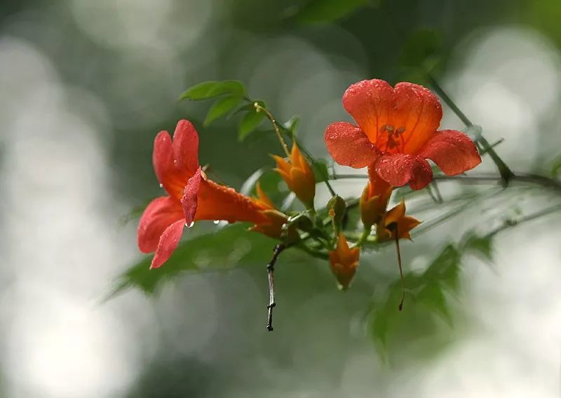 凌霄花寓意慈母之爱,经常与冬青, 樱草 放在一起,结成花束赠送给母亲