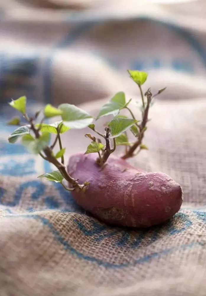 控制红薯的生长,既可赏长满根系的盆景,亦可赏攀爬入室的绿帘!