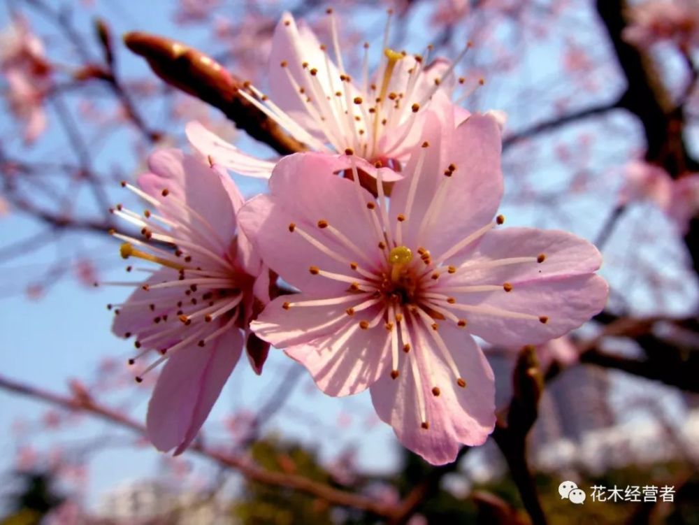 中国的原生樱花品种尾叶樱花