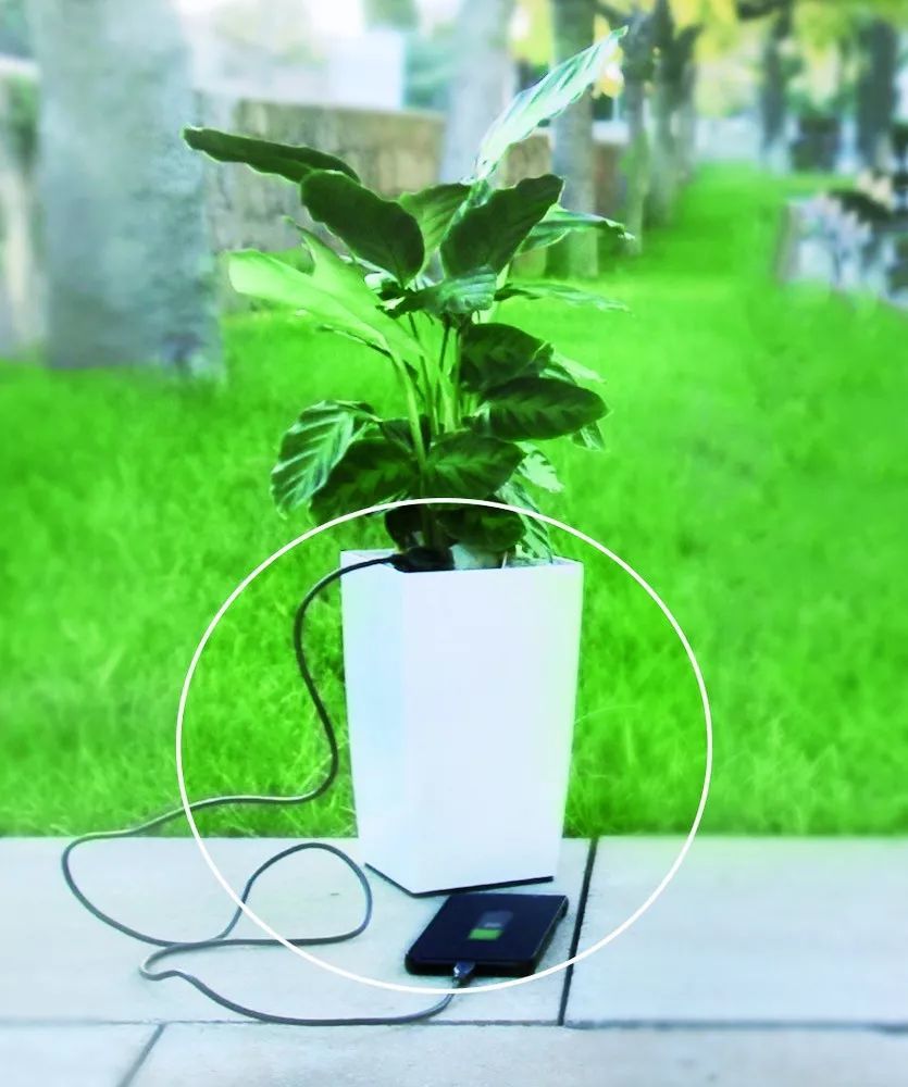 植物与电的不解之缘