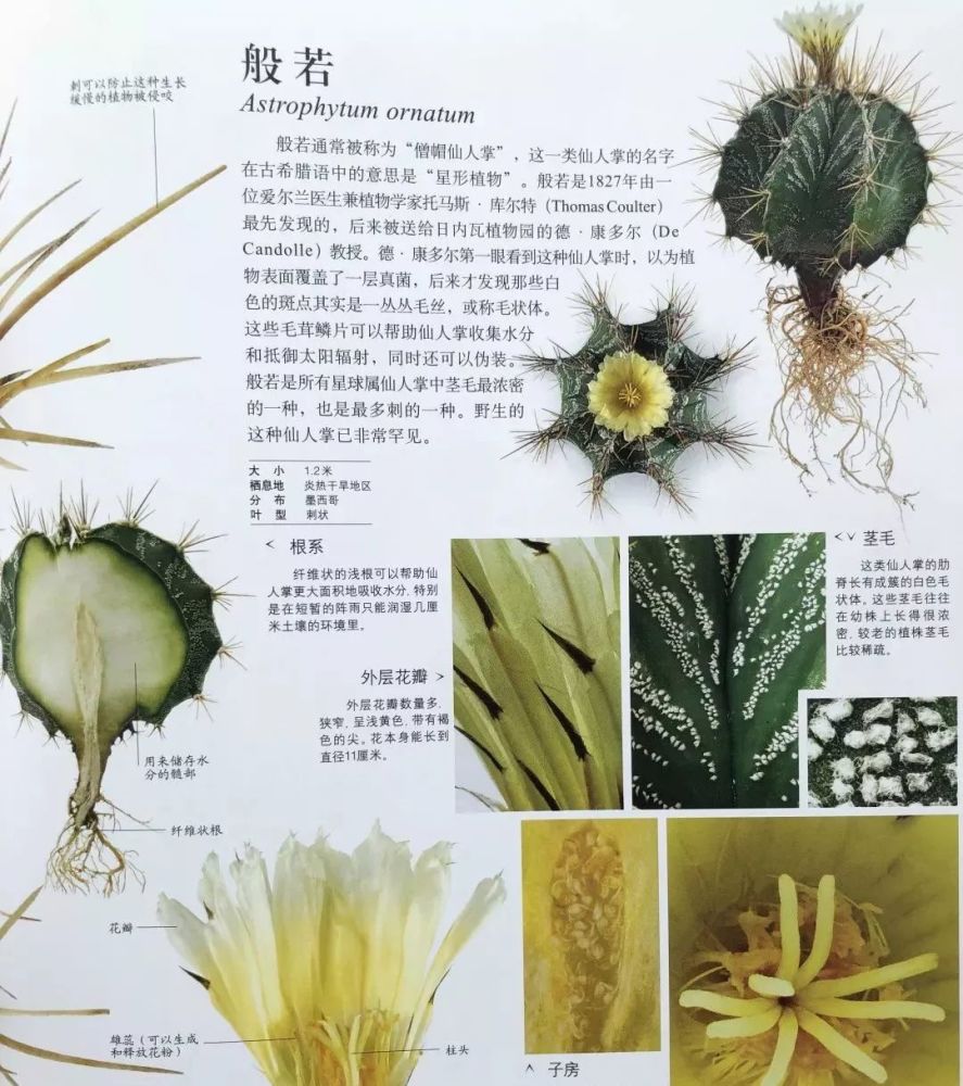 般若的结构细节图和剖面图