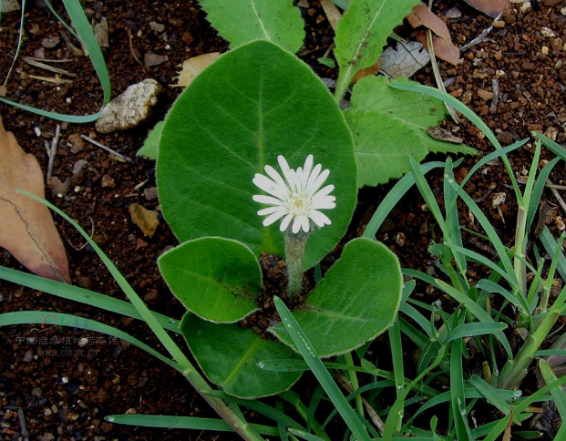 农村常见的一种野草,叶花都很漂亮,少有人了解其功用