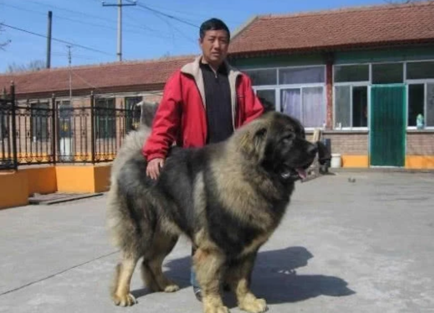 世界上最"凶猛"的狗,体重高达300斤,就连藏獒都惧怕它