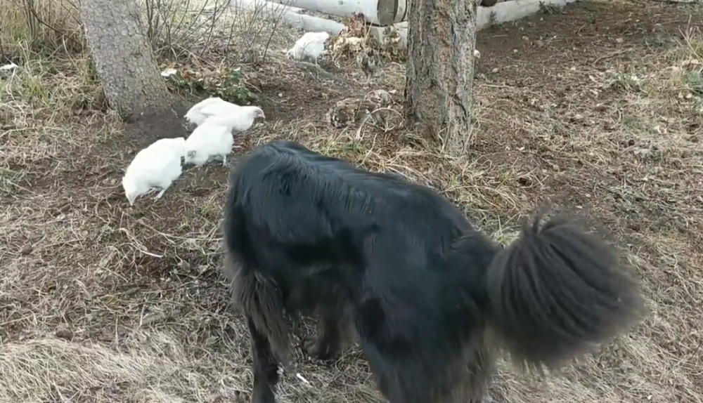 为什么说"鸡犬不宁"?它们之间的恩怨,看完笑掉大牙!