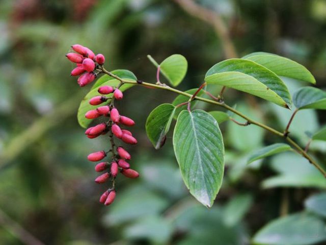 农村,植物,黄鳝藤