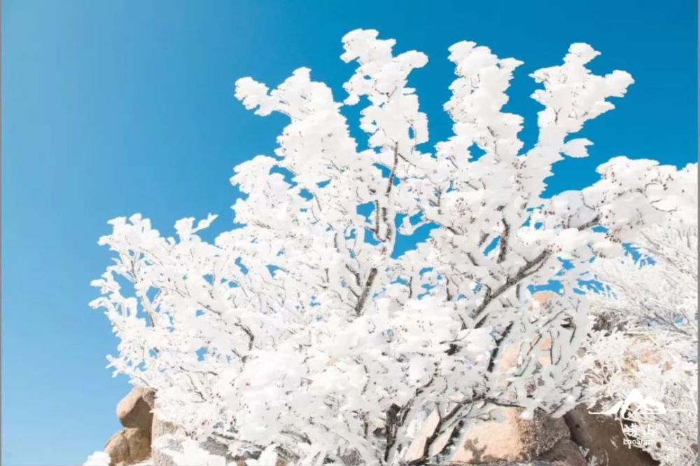 你,非冰非雪非花,却悄悄盛放了一树的晶莹