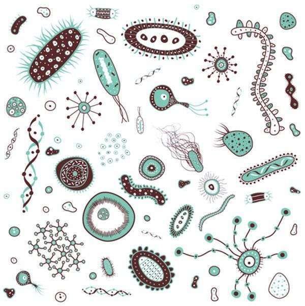 细菌,细胞,列文虎克,巴斯德,微生物,红酒