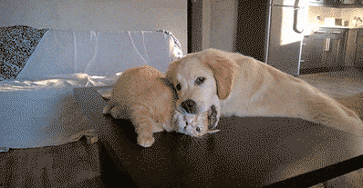 壁纸 动物 狗 狗狗 398_207 gif 动态图 动图