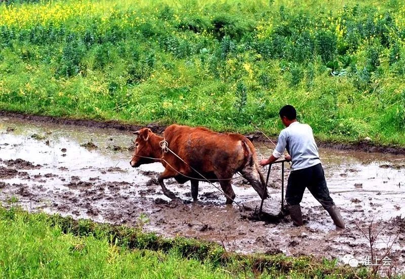 南闸民歌,牛倌,民歌,牛耕田