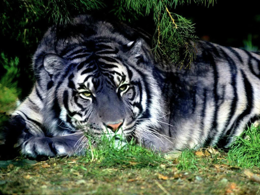 旅游,印尼,动物园,野生动物,老虎