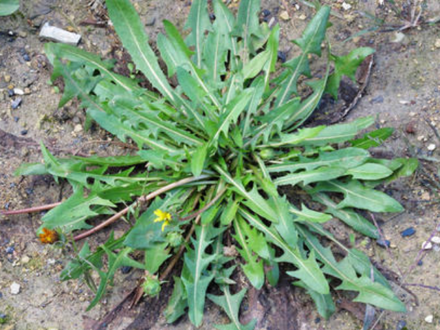 蒲公英是农村很常见的一种野生植物,具有很高的药用价值.