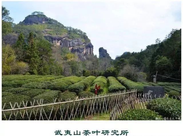 中国最早的茶叶科学研究所——武夷山茶科所!