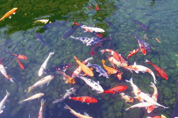 壁纸 风景 600_399 gif 动态图 动图