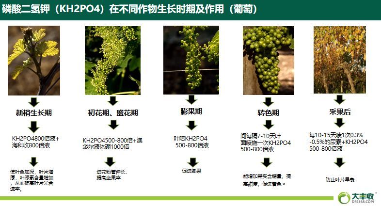 葡萄 磷酸二氢钾在葡萄新梢生长期,初花期,盛花期,膨果期,转色期