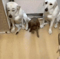 有趣动图:三只狗同时指证一只小狗偷吃,小狗不敢反驳