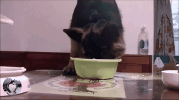 德牧胃口太大,得用