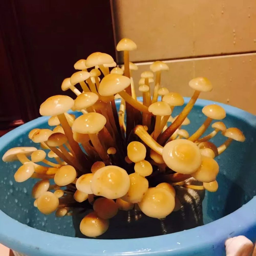 金针菇种植记