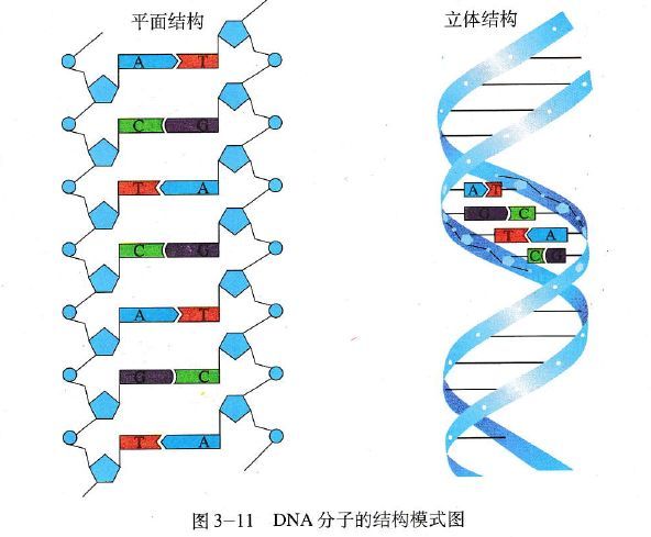 dna分子的结构