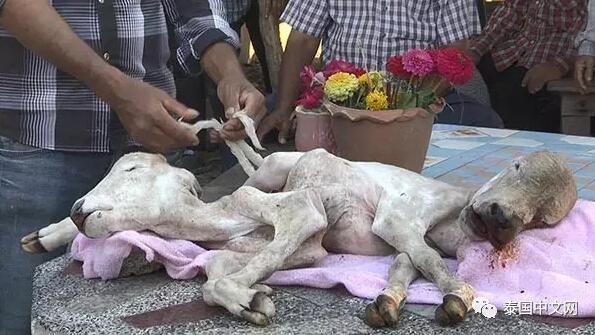 母牛生下2头6腿怪牛 村民兴奋上香72年未有之怪事！